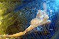 Foto Alina Ranieri Annunci Escort Rieti - 26