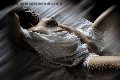 Foto Pamela L' Italiana Piu' Calda Annunci Transescort Firenze - 101
