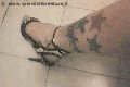 Foto Suzana Pantera Annunci Trans Alessandria - 57
